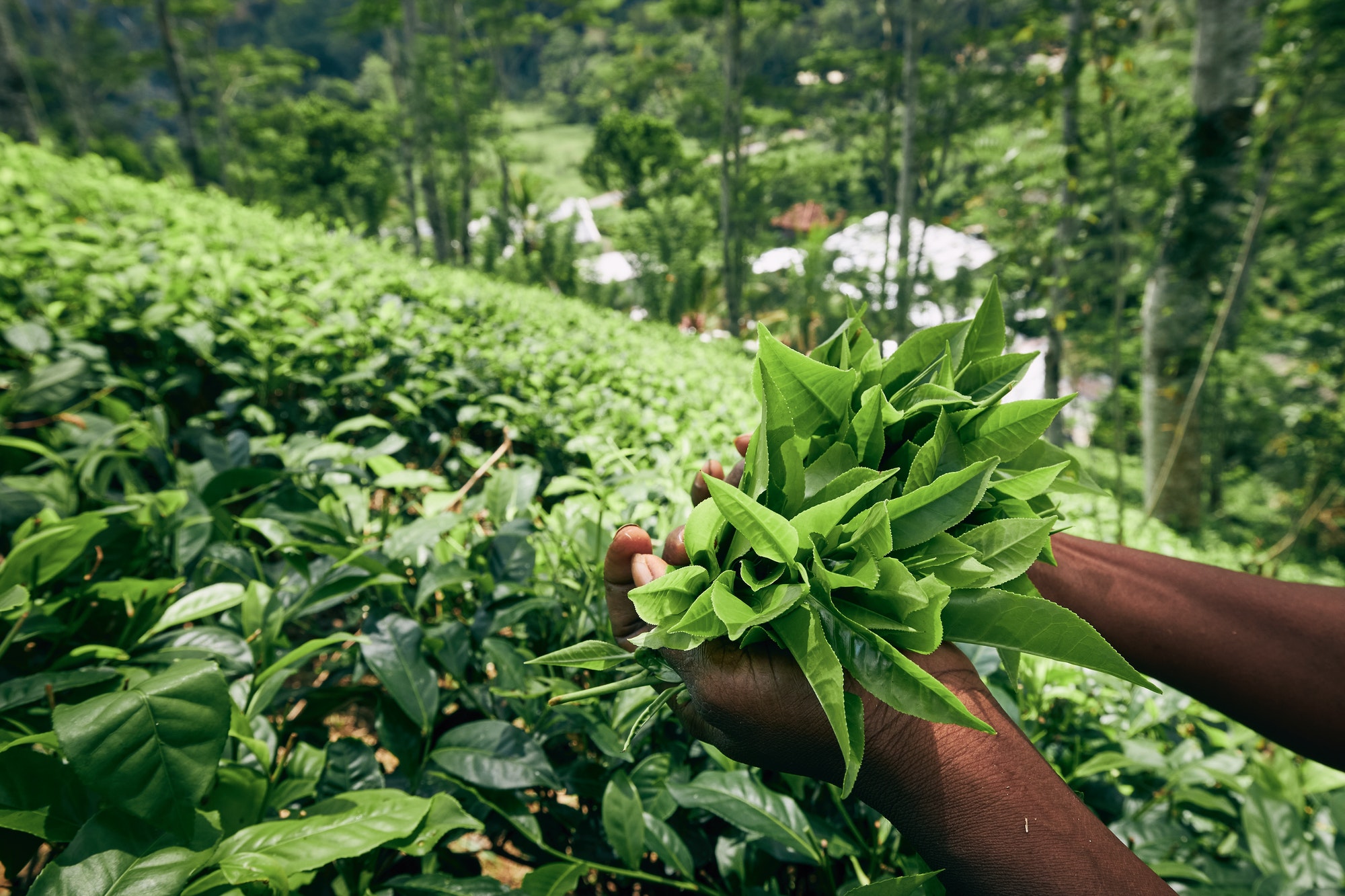 Harvest on tea plantation